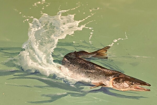 Vloerschildering met een  levensechte zalm in het Zeeuwse Rookhuis...